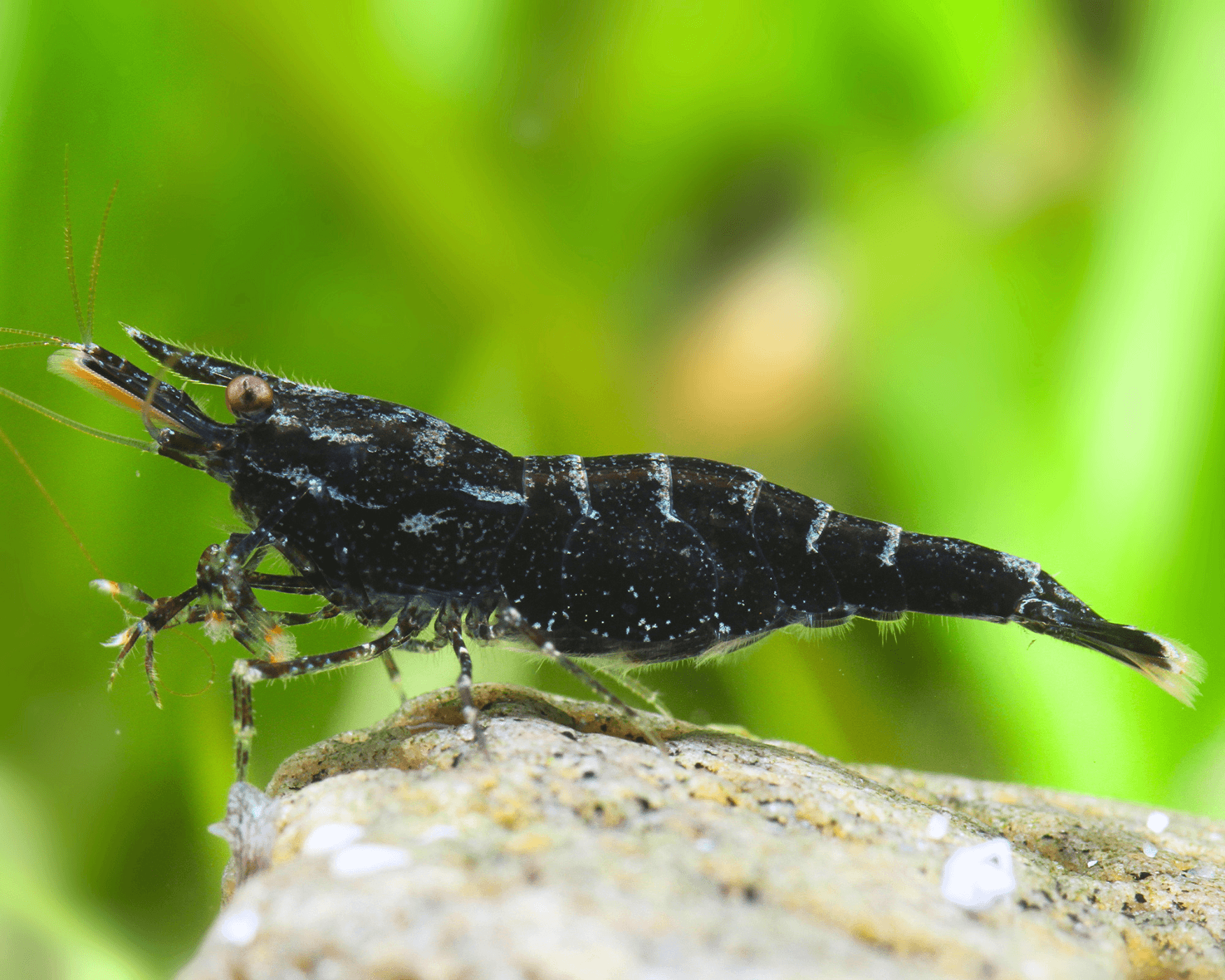 Sulawesi Mantano Tiger Shrimp
